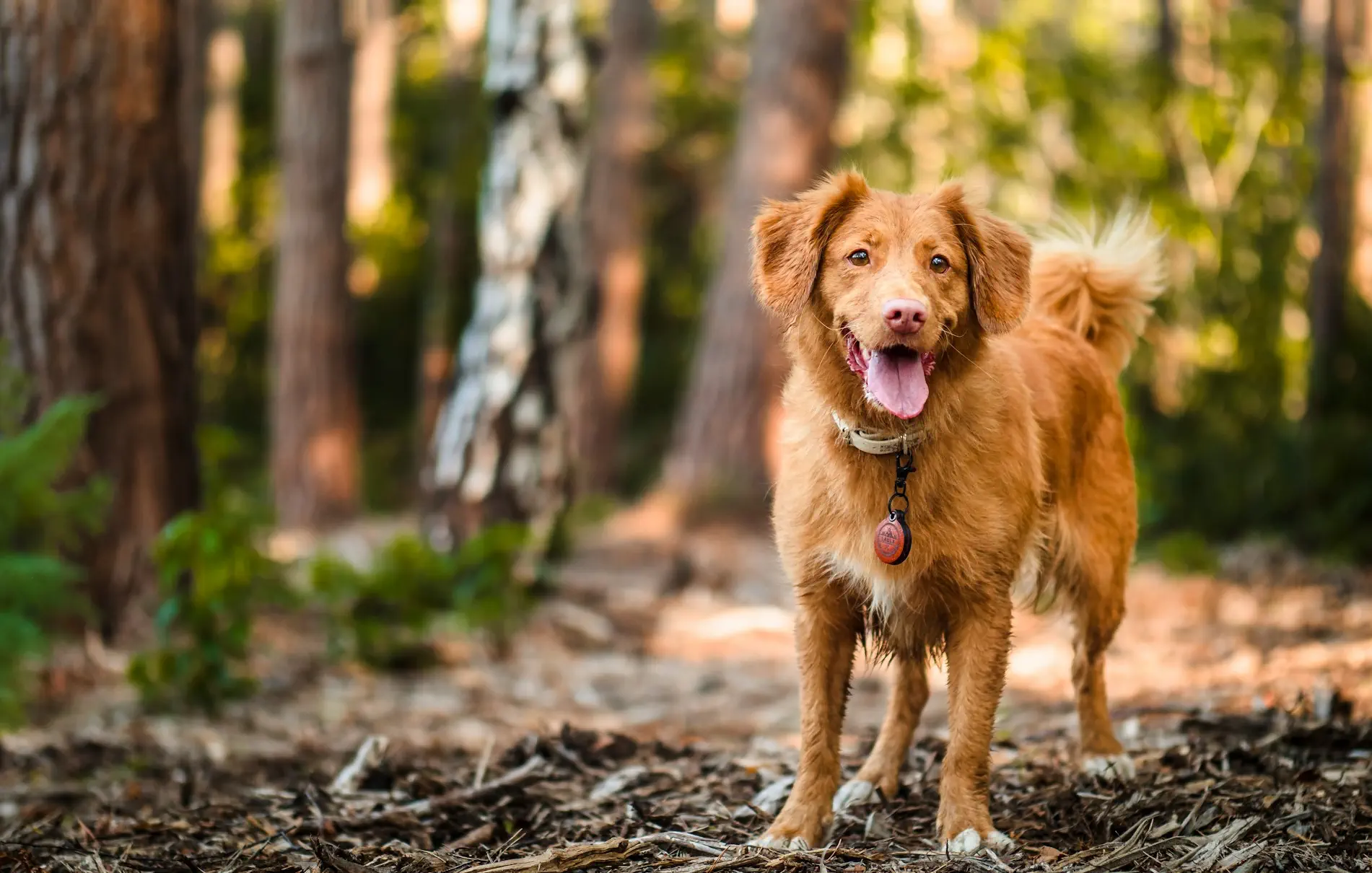 poznaj-lepiej-swojego-psa